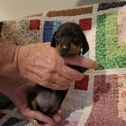 White Collar - Black and tan male Dachshund puppy in La Pine, Oregon from Lil Deschutes