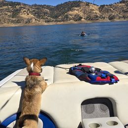 Pembroke Welsh Corgi Puppies from Triple M Ranch Corgi's