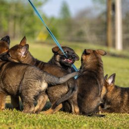 German Shepherd Puppies from Sommerfeld German Shepherds
