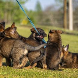 German Shepherd Puppies from Sommerfeld German Shepherds
