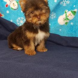 Shiba Inu and Yorkshire Terrier Puppies from Royal Kennels