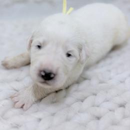 Mabel - Yellow Collar - White female Great Pyrenees puppy in San Marcos, California from Faith Family Freedom Farm