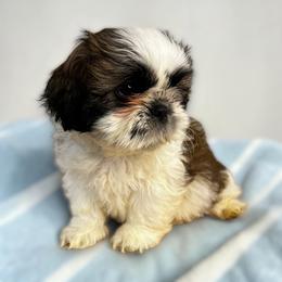 AKC-Boss - Tricolor male Shih Tzu puppy in Charlotte, North Carolina from Judy's Shih Tzus