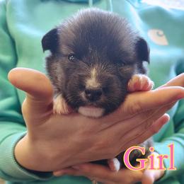 Girl 2 - female Nenets Herding Laika puppy in Rockville, Maryland from Skais the Limit Cavaliers