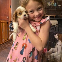 Cavalier King Charles Spaniel Puppies from CK Cavaliers