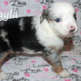 Tayla - Blue merle female Miniature American Shepherd puppy in Godley, Texas from Flying H Toy and Mini Aussies