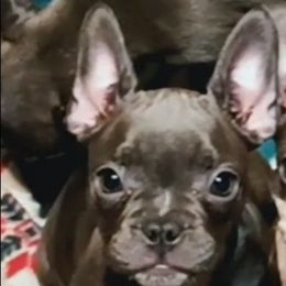 Blue Bella - Blue female French Bulldog puppy in Houston, Texas from Kiss My Frenchies