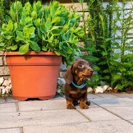 Duke - Chocolate male Dachshund puppy in Boston, Massachusetts from London’s puppies