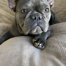 Nala - French Bulldog