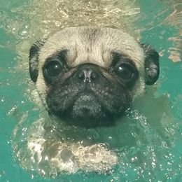 Pugs from Flatland Pugs