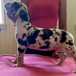Great Dane Puppies from Stancydane AKC Great Danes