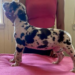 Great Dane Puppies from Stancydane AKC Great Danes