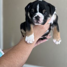 Bulldog Puppies from Average Jo’s  Bulldogs