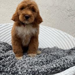 Sam - Red  male Goldendoodle puppy in Davie, Florida from Daviegoldendoodles