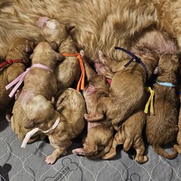 Bernedoodle, Bernese Mountain Dog, Cavapoo, Goldendoodle, and Poodle Puppies from Happy Valley Puppies