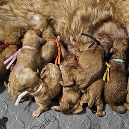 Bernedoodle, Bernese Mountain Dog, Cavapoo, Goldendoodle, and Poodle Puppies from Happy Valley Puppies