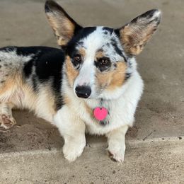 Rooster - American Corgi