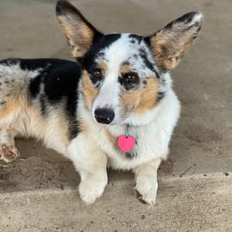 Rooster - American Corgi