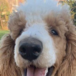 Bandit - Poodle