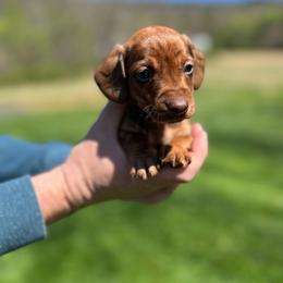 Biscuit - Red male Dachshund puppy in Milroy, Pennsylvania from Not Your Average Weiner