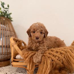 Sandy - Apricot female Goldendoodle puppy in North Royalton, Ohio from Johnson's Doodles