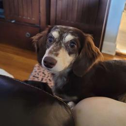 Arsenic - Dachshund