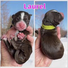 Laurel - Brown and white female Bernedoodle puppy in Banner Elk, North Carolina from Walnut Tree Bernedoodles