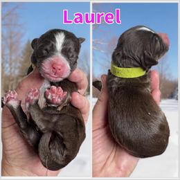 Laurel - Brown and white female Bernedoodle puppy in Banner Elk, North Carolina from Walnut Tree Bernedoodles