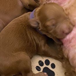 Goldendoodle Puppies from North Bay Goldendoodles