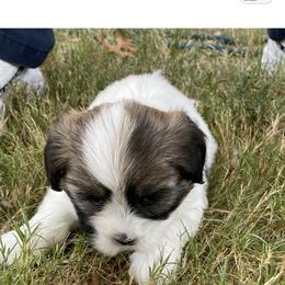 Lhasa Apso Puppies from Cynthia's Lhasa Apsos