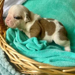 Sekhmet - Fawn and white female Bulldog puppy in Fort White, Florida from Bullgodz English Bulldogs
