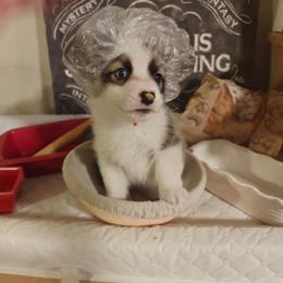 Simba - Sable female Pembroke Welsh Corgi puppy in Saint John, Washington from Fuzzbutt Farm's Corgis