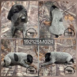 Boy 192125M02R - Black and white male German Shorthaired Pointer puppy in Moyie Springs, Idaho from Wier Farms GSP