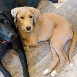 Daisy May - Labradoodle