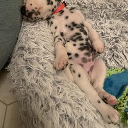 Dalmatian Puppies from Revere Dalmatians