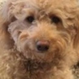 Goldendoodles from Greenwood’s Doodles