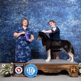 Magic - Siberian Husky