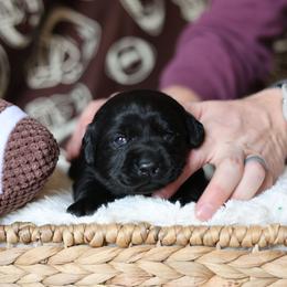 Female two - Black female Labrador Retriever puppy in Williamston, Sc, South Carolina from Dutton Dog Co & Dalla Grazia Doberman