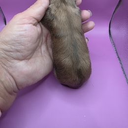Honey - Dapple female Dachshund puppy in Pueblo, Colorado from HotDachs