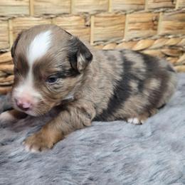 Piston - Red merle male Miniature Australian Shepherd puppy in Paris, Texas from Blue Envy Mini Aussies