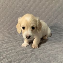 Boy 1 - Piebald male Dachshund puppy in Vinton, Iowa from Lerch Family Dachshunds