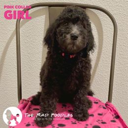 Poodle Puppies from The Rad Poodles