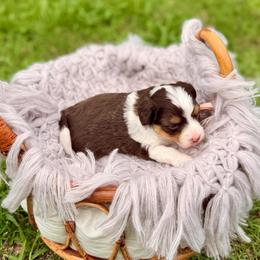 Florence - Brown and white female Aussiedoodle puppy in Dunn, North Carolina from Sandy Creek Kennels
