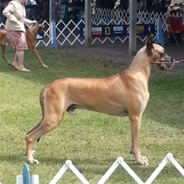 Dusty - Great Dane