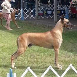 Dusty - Great Dane