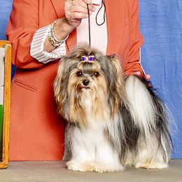 Odin - Biewer Terrier