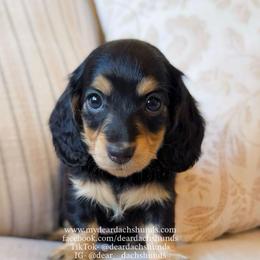 Macchiato - Black and cream female Dachshund puppy in Cape Coral, Florida from Dear Dachshunds
