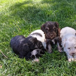 Miniature Schnauzer Puppies from Pawesome Pups