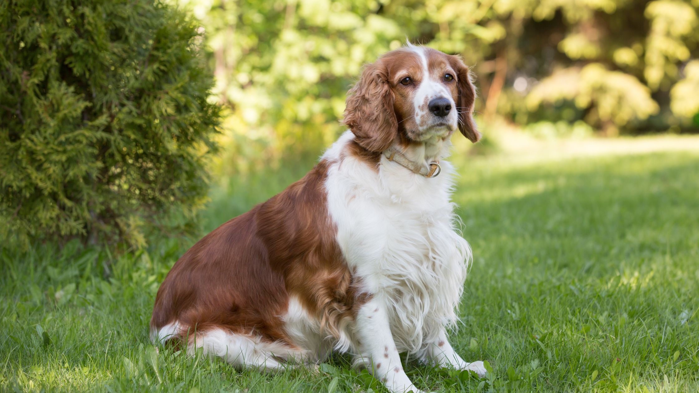 Windywood welsh hot sale springer spaniels