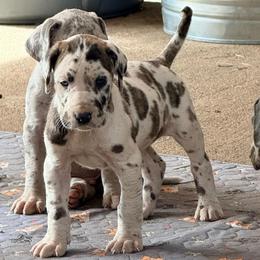 Diamond - Harlequin female Great Dane puppy in Jerusalem, Arkansas from Mara Danes